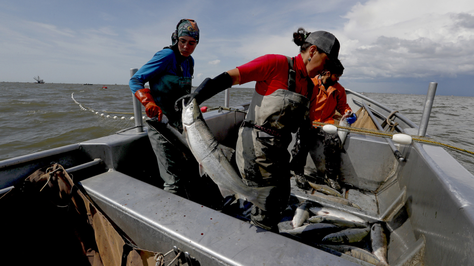 Three fisherman pulling a salmon into a boat